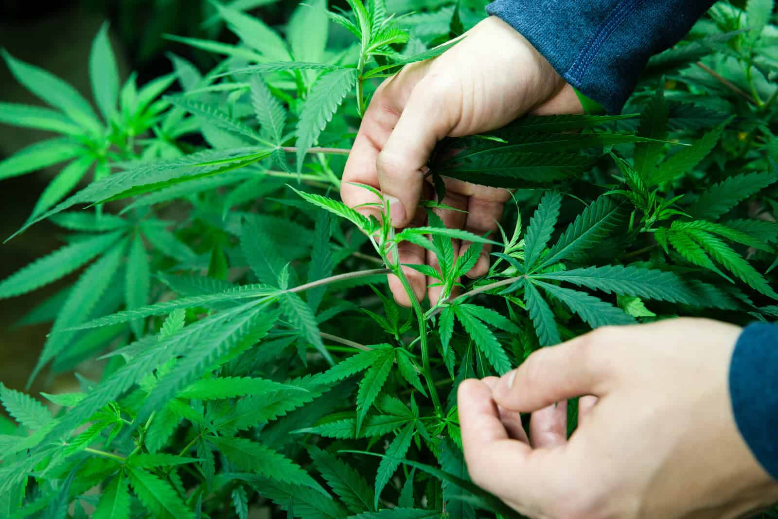 10 Best Marijuana Grow Books 1 10 Best Cannabis Grow Books. Man looking at cannabis plants.