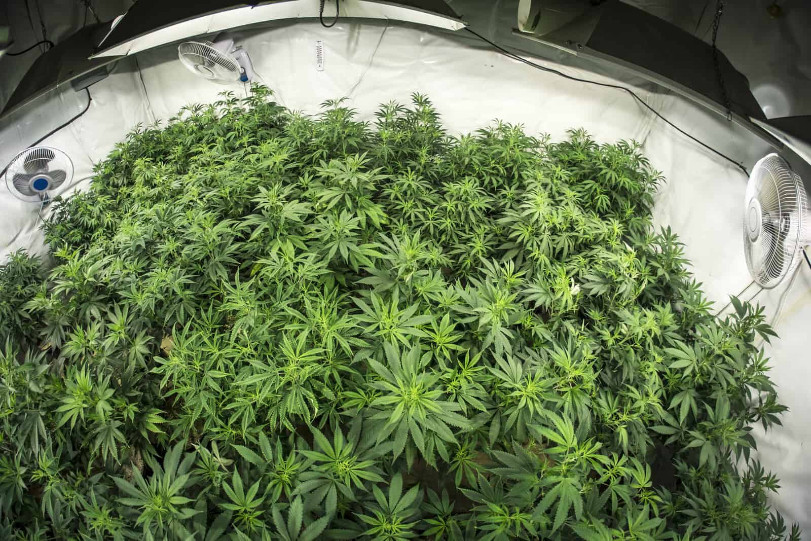 10 Best Cannabis Growing Supplies. Weed plants in grow room?
