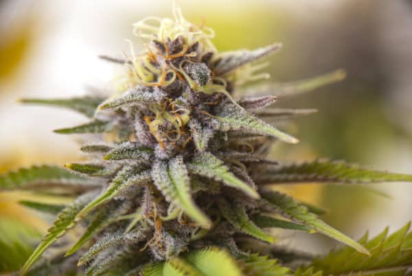 25 top cannabis strains of all time. Closeup of cannabis plant.