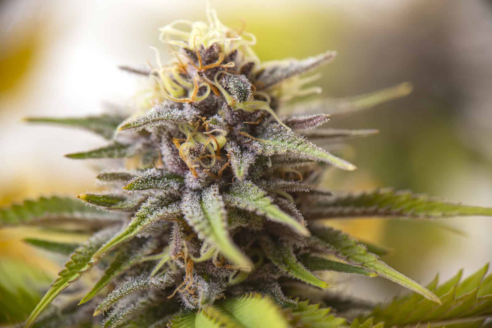 25 Best Weed Strains of All Time 1 25 top cannabis strains of all time. Closeup of cannabis plant.