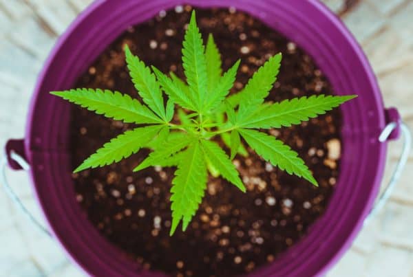 A Guide to Buying A Great Cannabis Grow Kit. Cannabis plant soil.