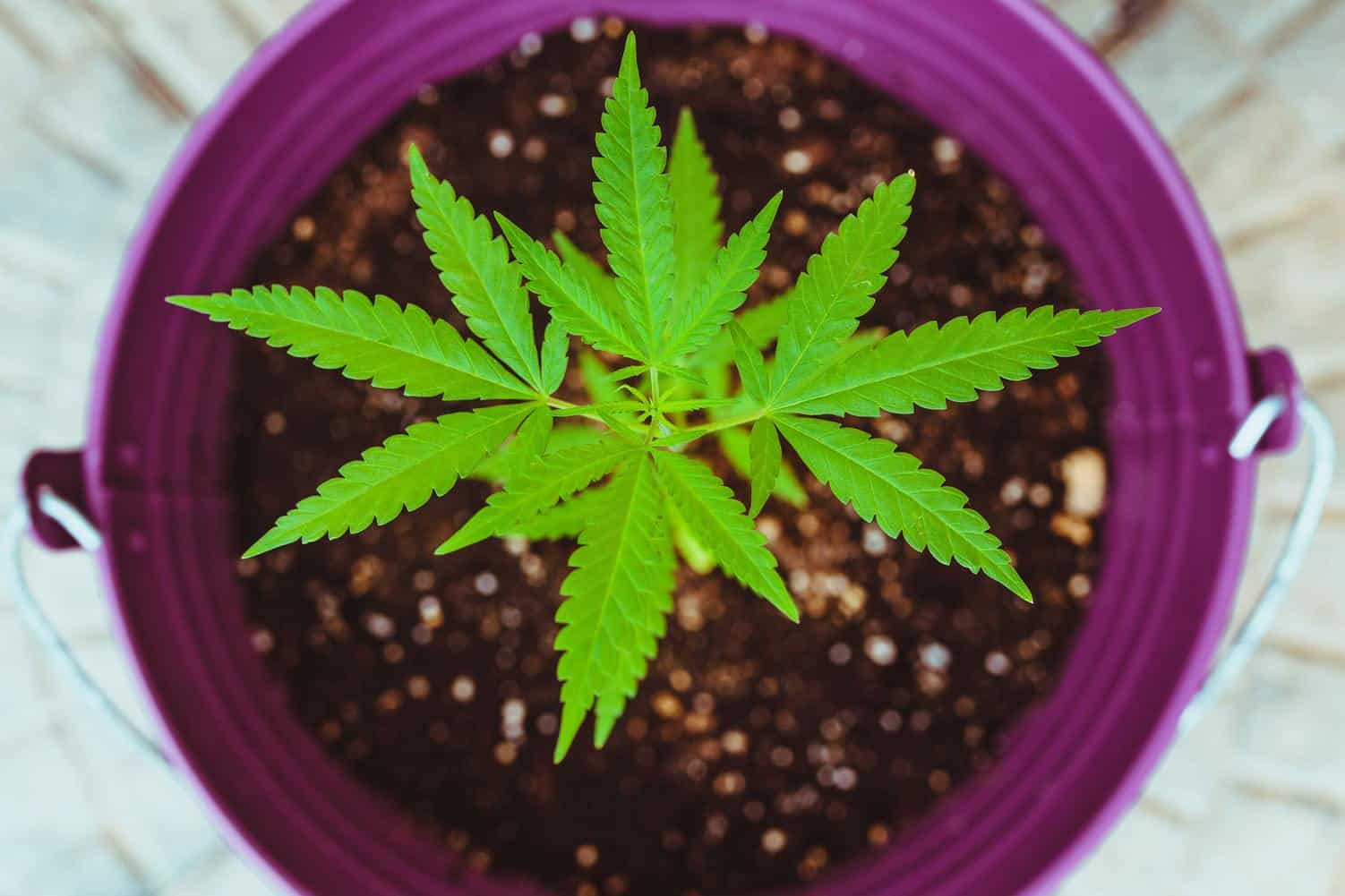 A Beginner’s Guide to Buying A Great Marijuana Grow Kit