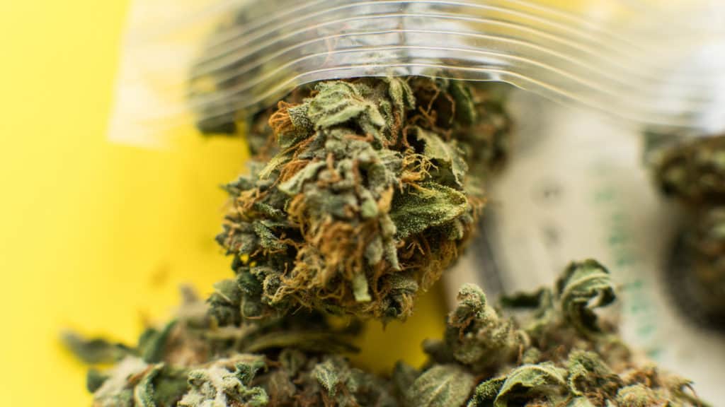 Marijuana in bag, do-si-dos strain