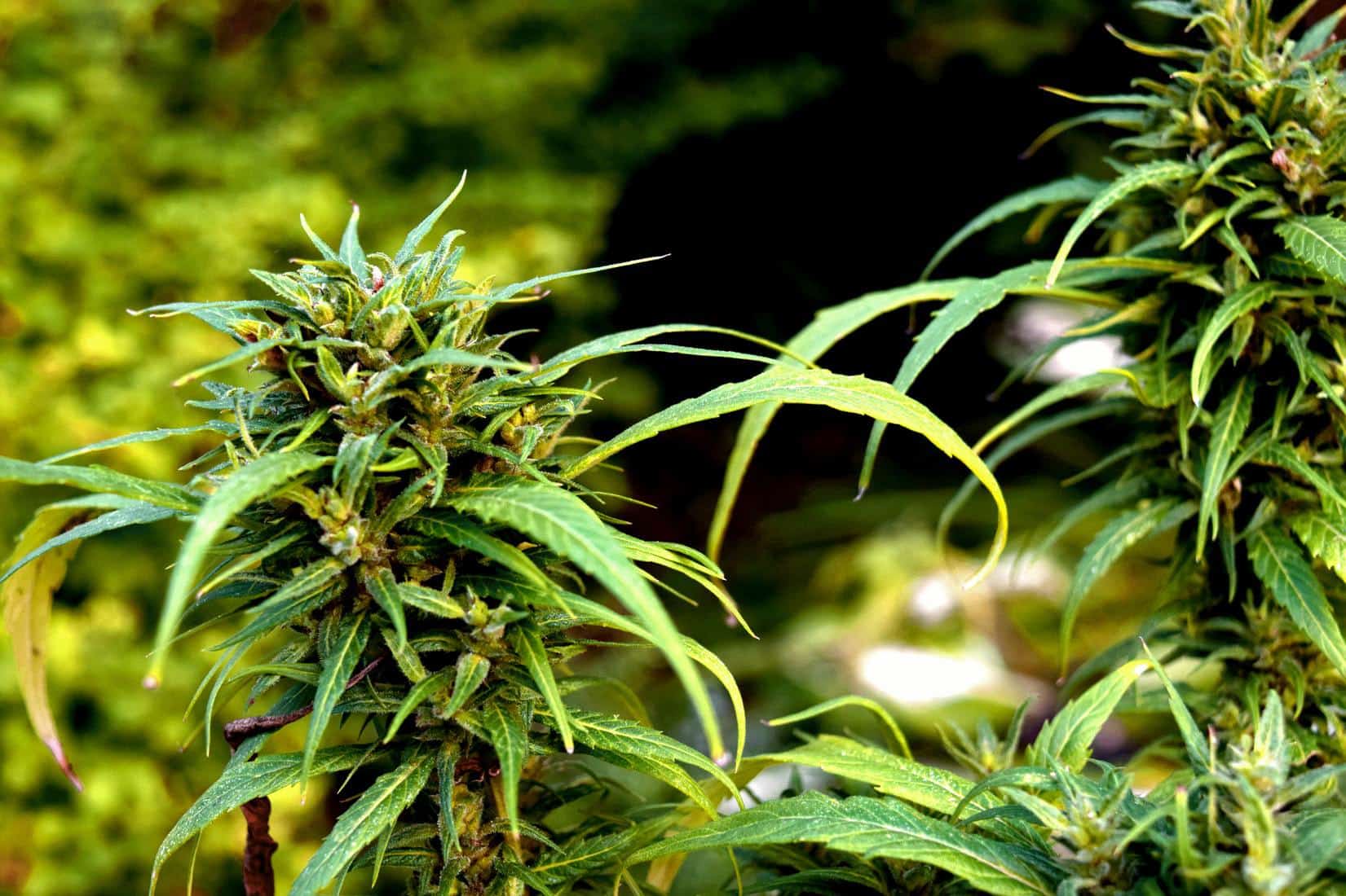 Election 2020: Cannabis Legalization Wrap-Up