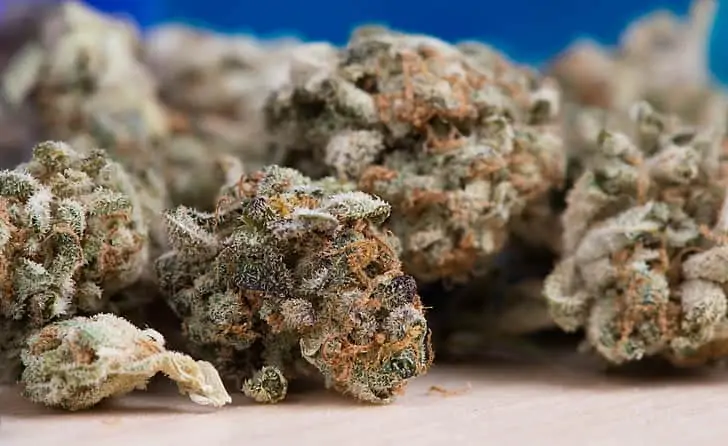 How To Grow Huge Cannabis Buds. Cannabis buds closeup.