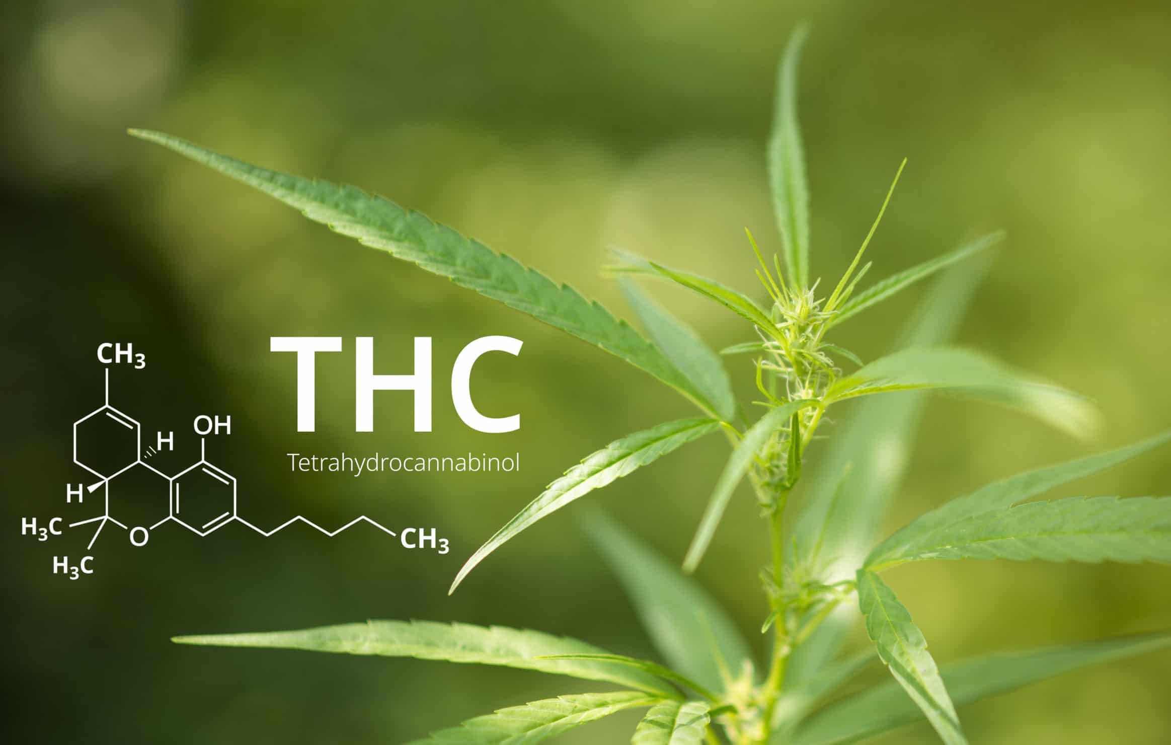 How To Flush Out THC Before A Drug Test