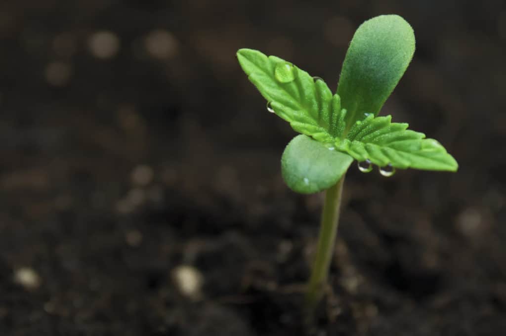 How to Grow Cannabis From Seed In 10 Easy Steps. Plant growing from soil.