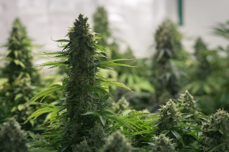 Runtz strain cannabis plants 