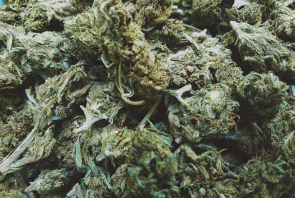 A close up of a pile of marijuana, showcasing the best autoflower sativa strains.