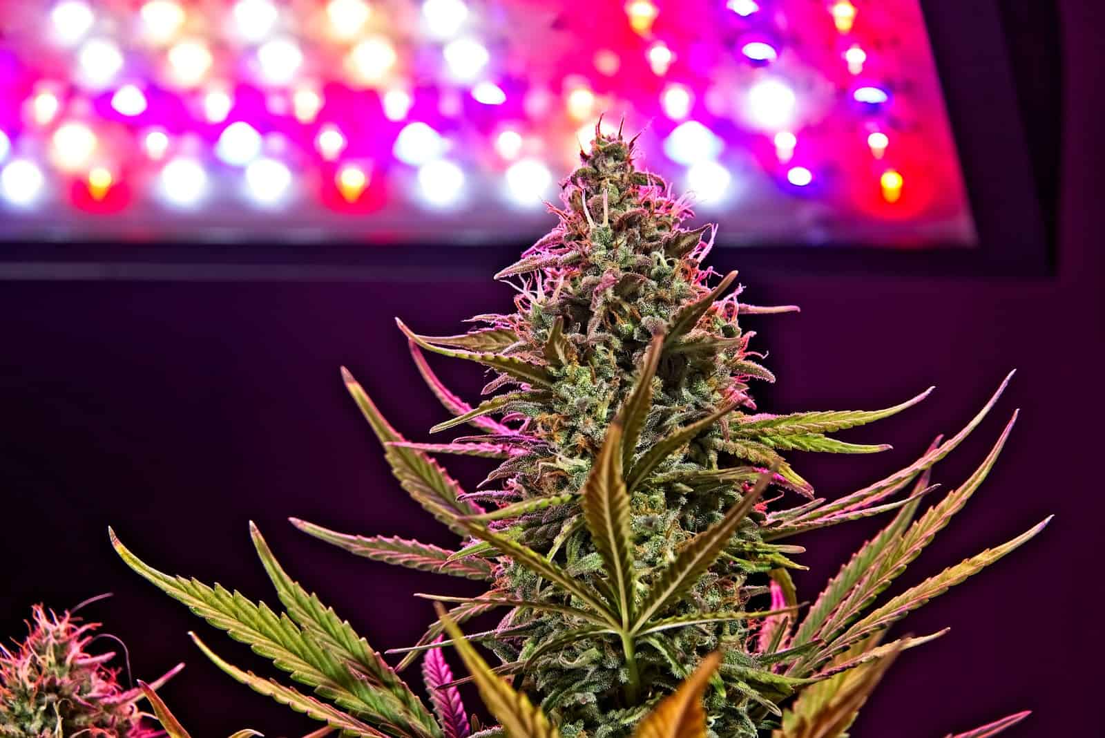 Top 10 Marijuana LED Lights
