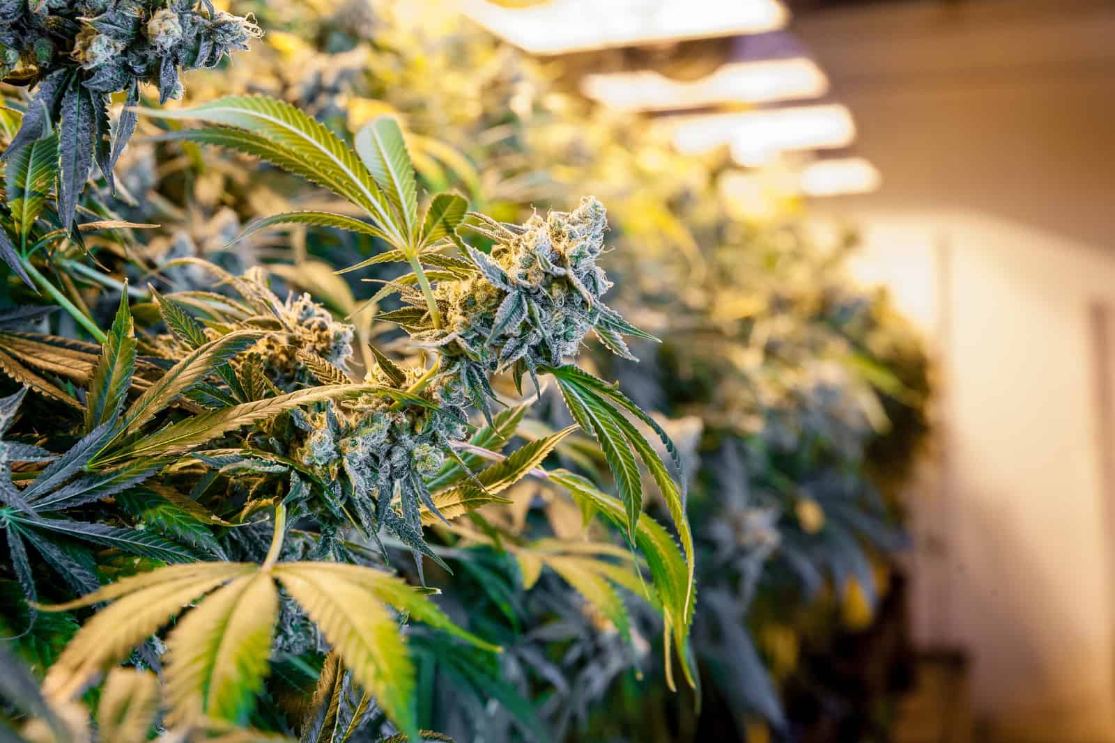 Top 5 Marijuana Grow Lights: Fluorescent, LED, and HID