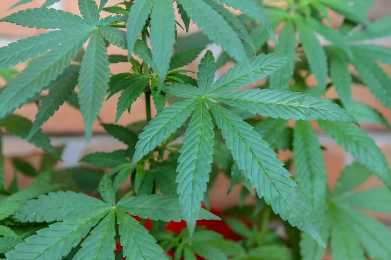 Topping Cannabis Plants: The Complete Guide