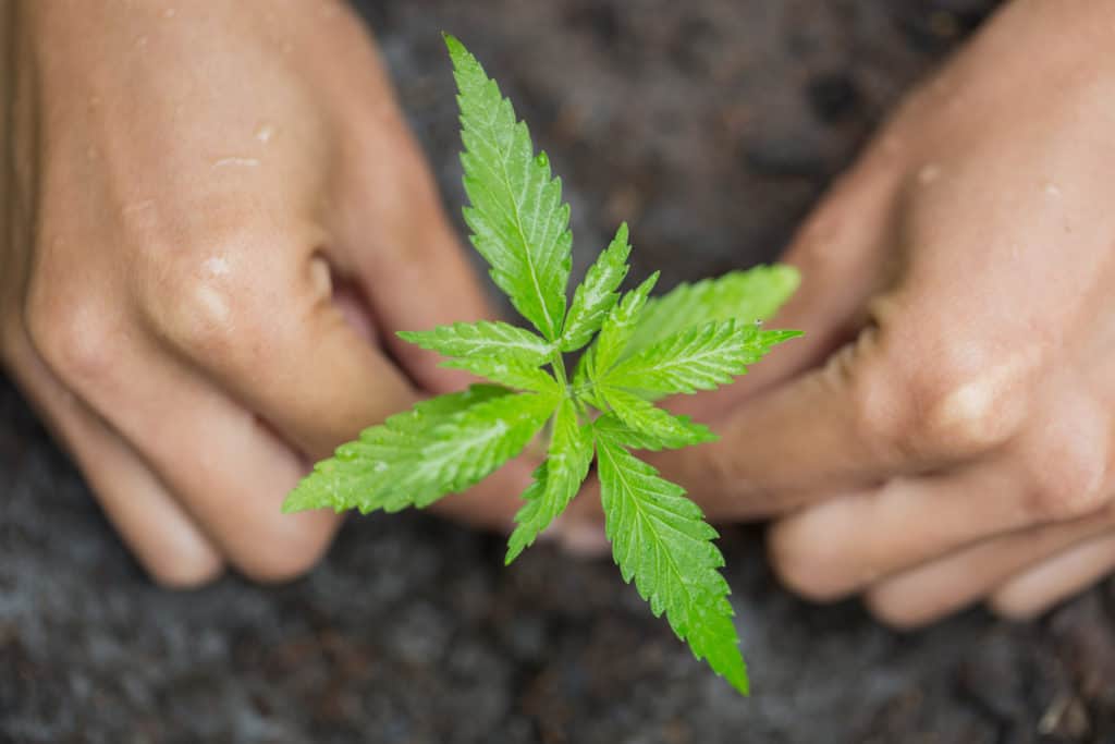Indoor cannabis growing supplies
