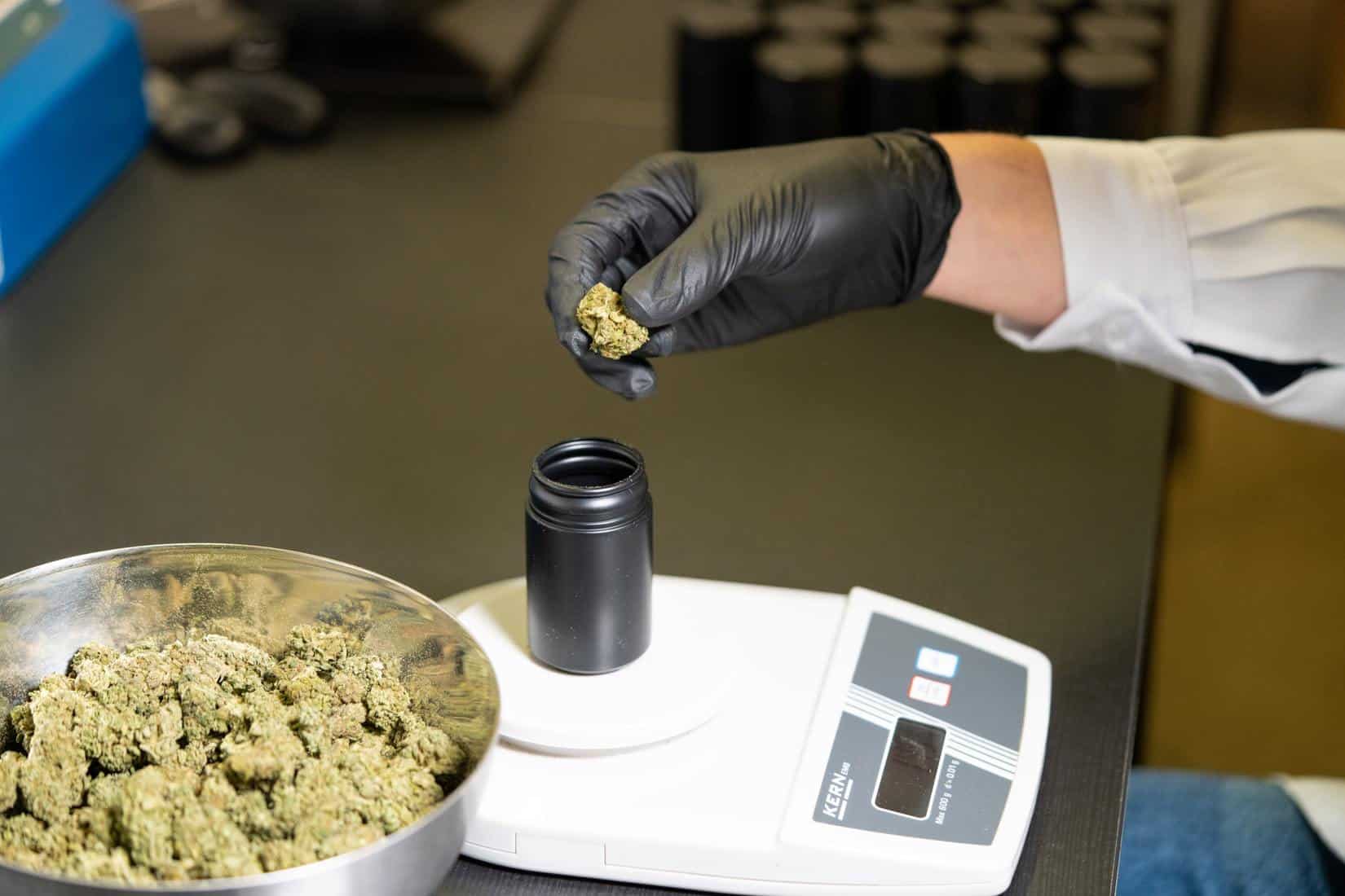 Legalized adult use cannabis being weighed by hand with black glove.