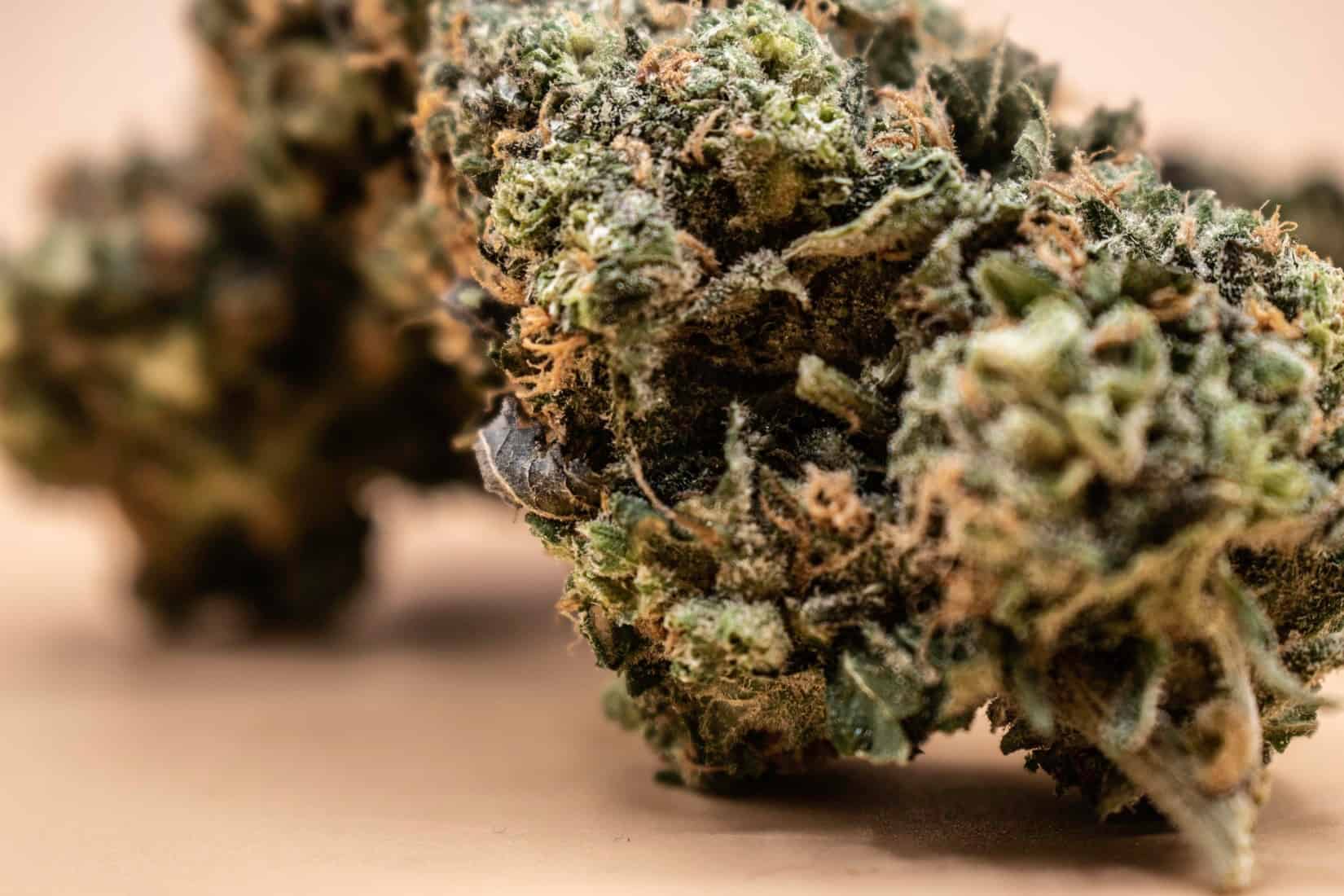 Blue Dream Weed Strain Review & Information
