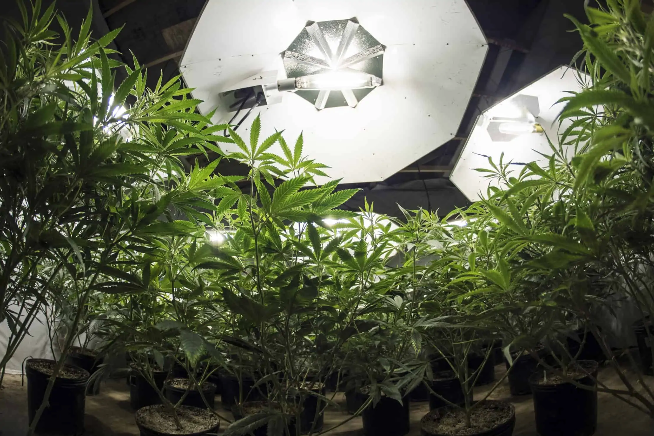 CFL Lights For Growing Weed