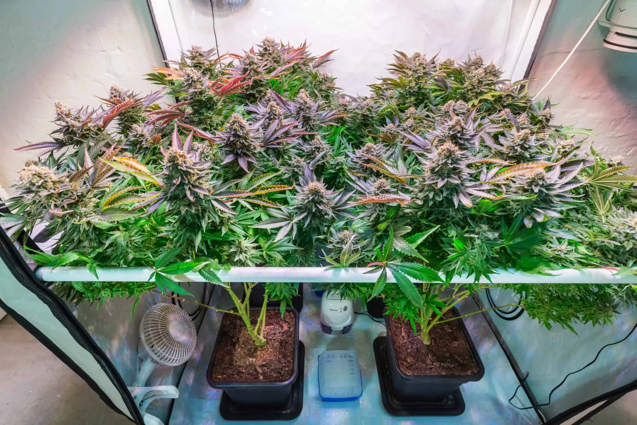 Cannabis Temperature For Indoor Marijuana Growing