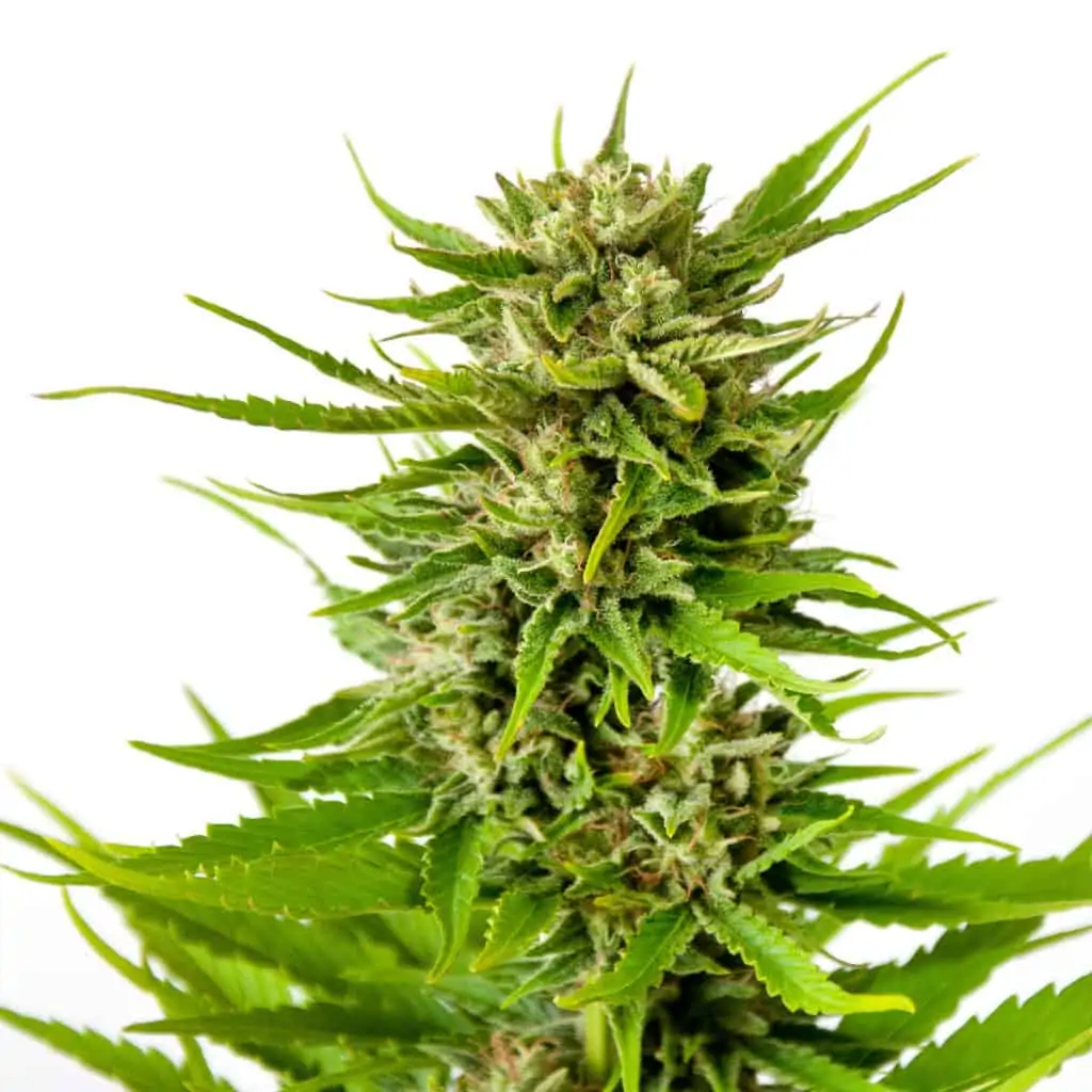 Flowering Stage Marijuana