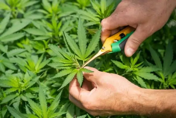 Growing Weed For Dummies.. Hands trimming a cannabis plant.