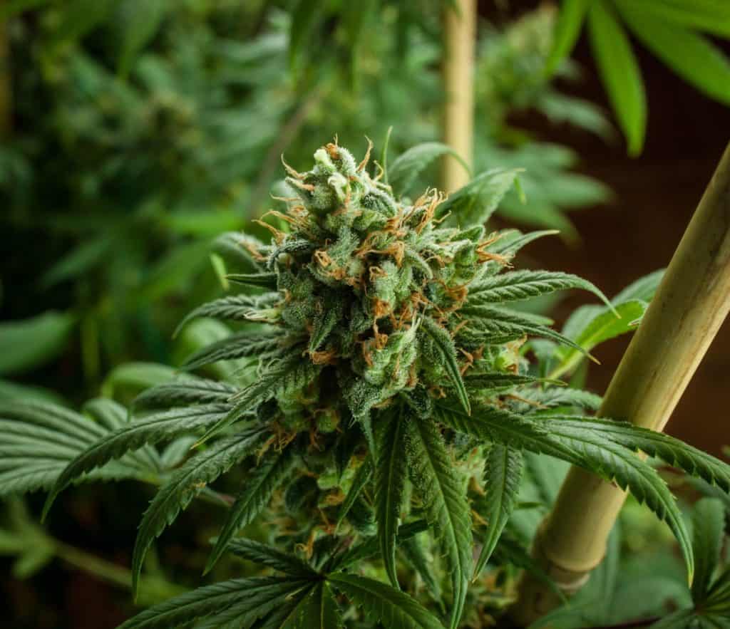 Marijuana plants in California showing a close up.