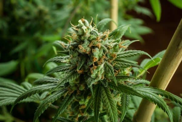cannabis up close, how many marijuana plants can you grow in California
