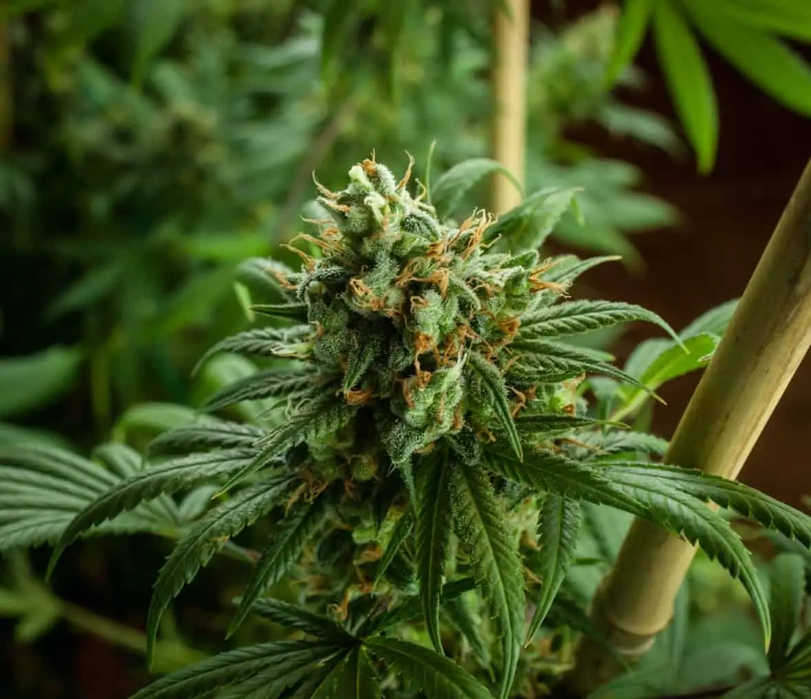 How Many Marijuana Plants Can You Grow In California?