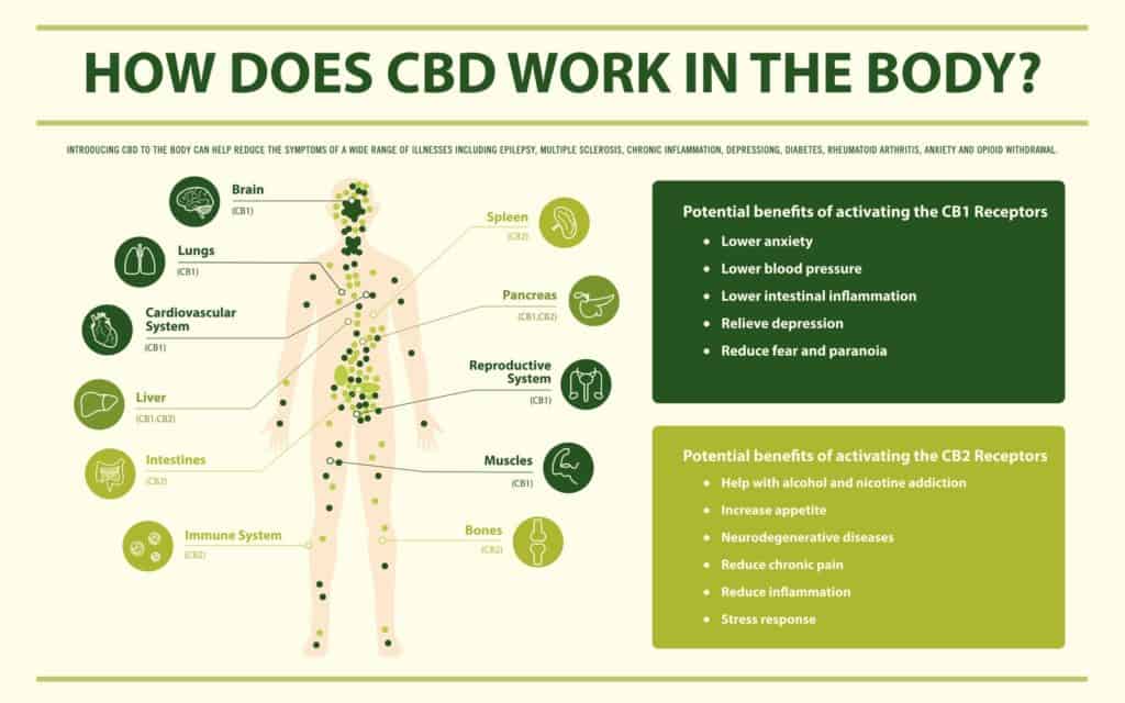 How does CBD work in the body. Body diagram. 