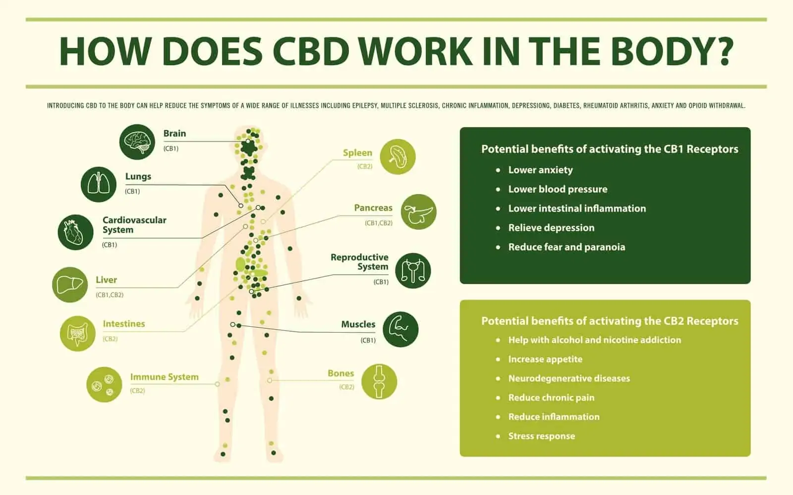 How Does CBD Work In The Body and Its Amazing Effects