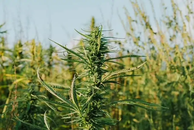 How to Grow Cannabis Outdoors 1 Cannabis growing outdoors in a field