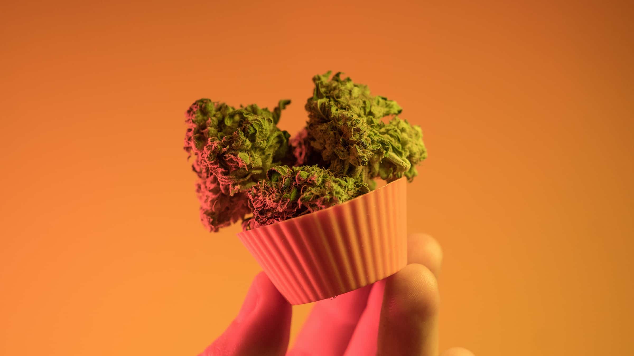 How to Make Cannabis Edibles: Tips for Lollies and Gummies 1 Cannabis edible being help by a hand with an orange background.