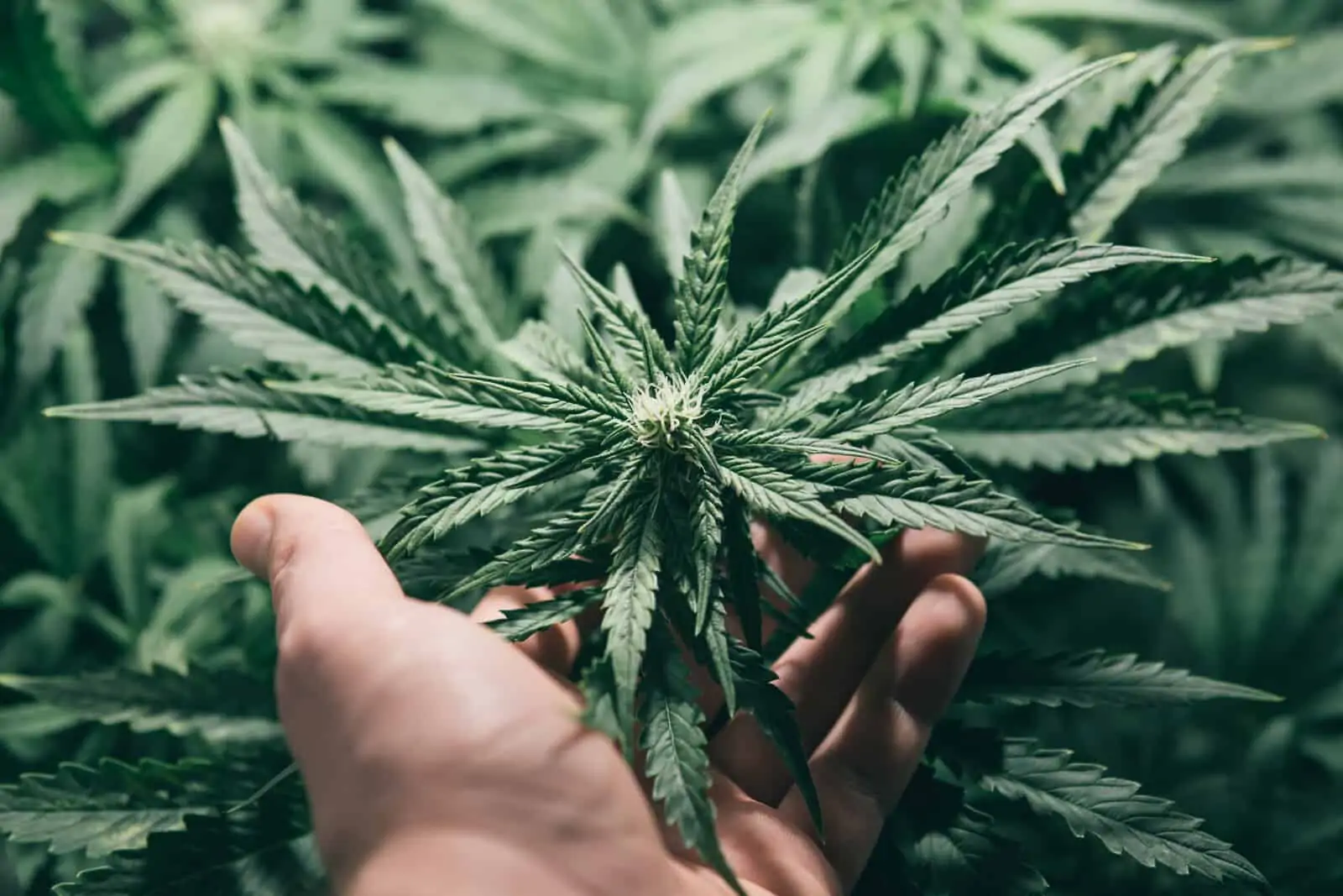 Indoor marijuana grow