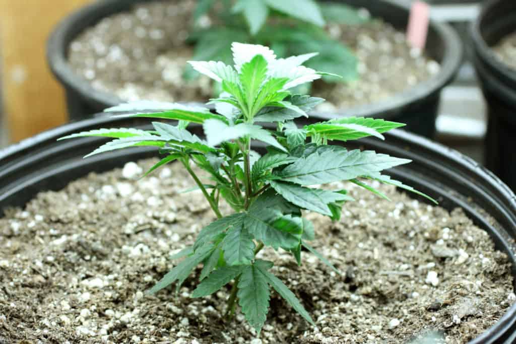 How to grow marijuana for idiots