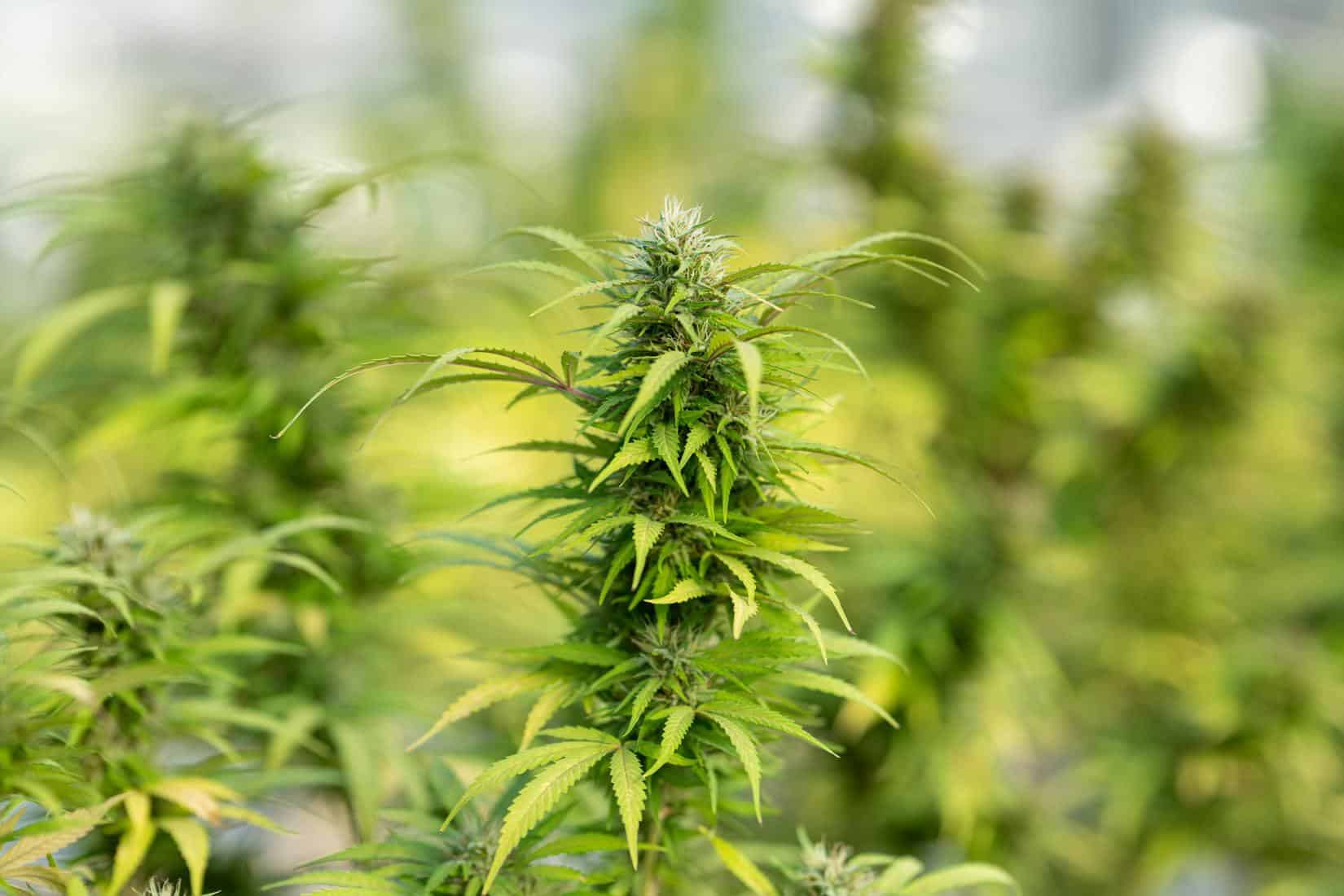 Marijuana News Recap for November 2020