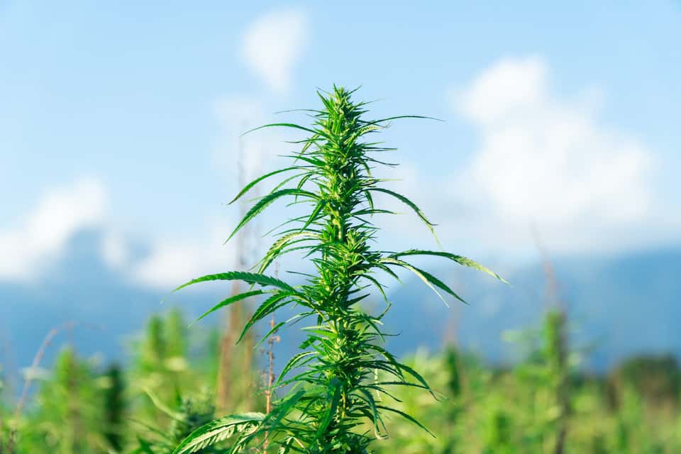 Stealth Outdoor Grow Ideas for Cannabis