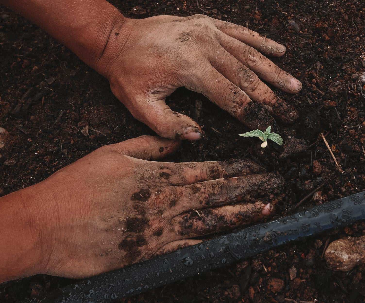 The 5 Best Soils for Cannabis 1 The 5 best soils for marijuana. Hands in soil planting marijuana.