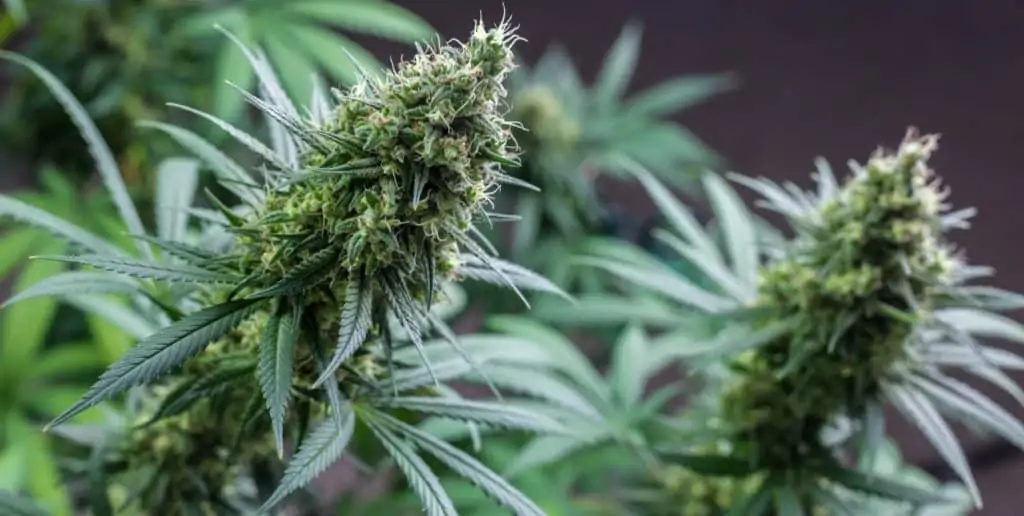 Top Shelf Bud 8 Tips for Growing