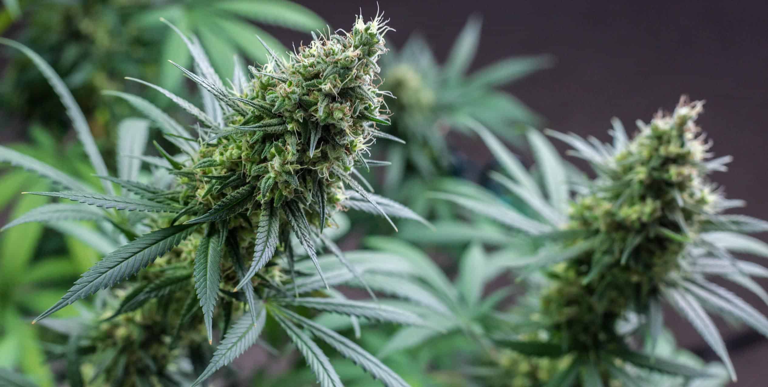 Shelf growing cannabis