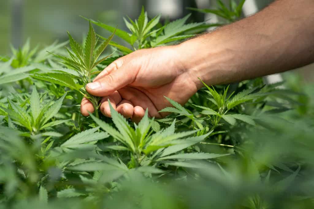 US House Approves Federal Marijuana Legalization Bill. Field of marijuana plants.