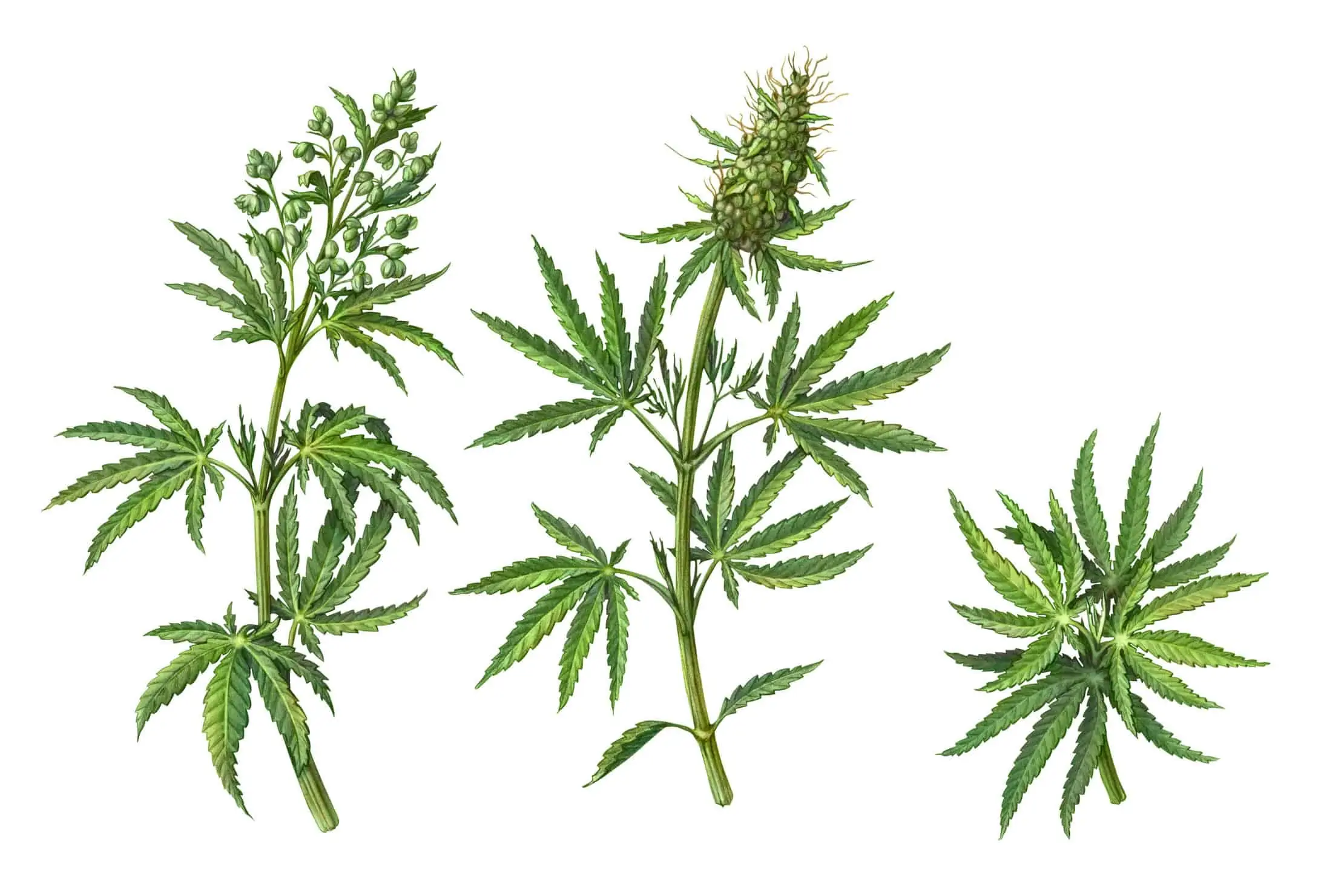 What is marijuana phenotype? Different marijuana plants on white background.
