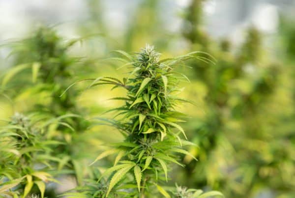 cannabis plant field, dispensary job in Tulsa