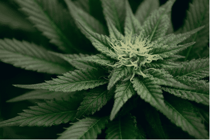Female marijuana plant, showing white pistols.