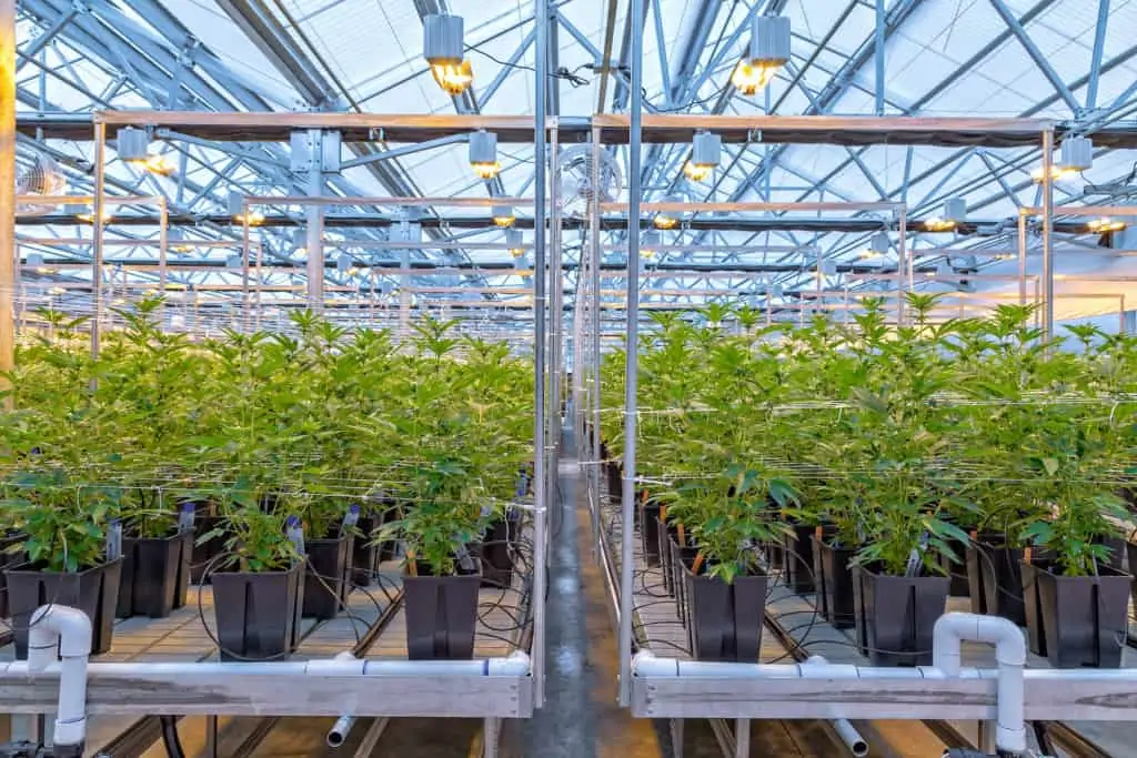 grow marijuana plant indoors from seed