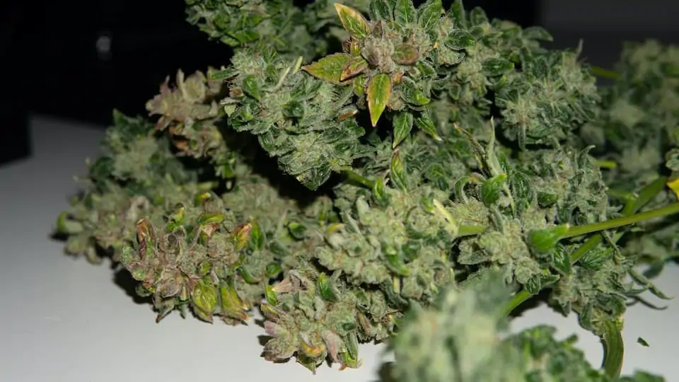 Learn Sativa Strains In 2020