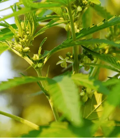 male vs female cannabis plants 1