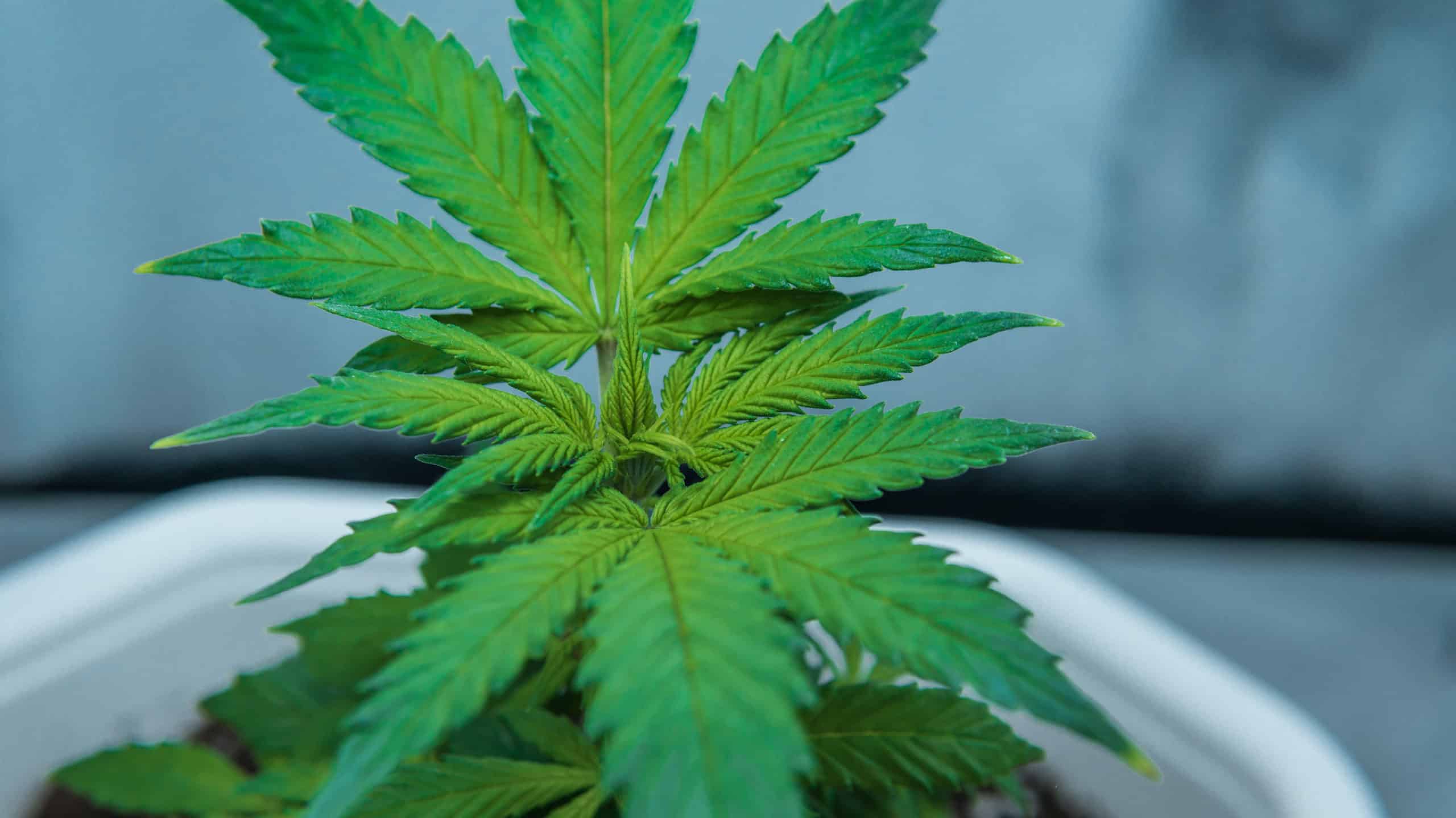 Marijuana grow box with marijuana plant in it.