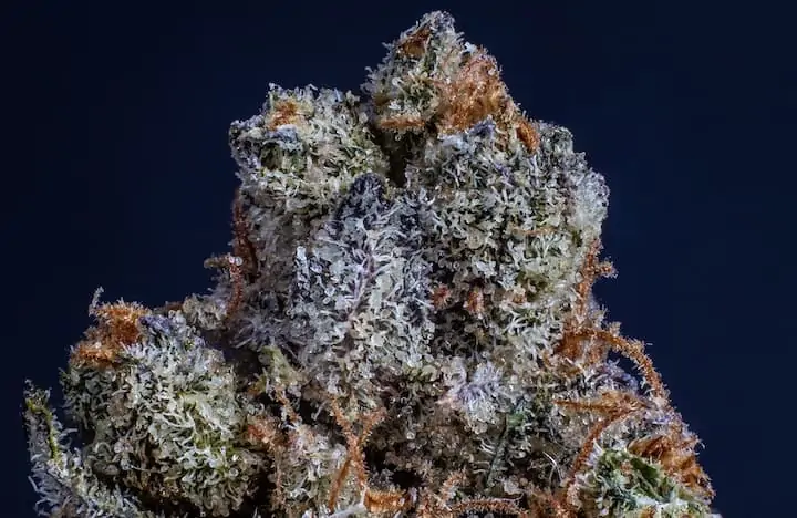 Up close of the strain Chiesel with a black background.