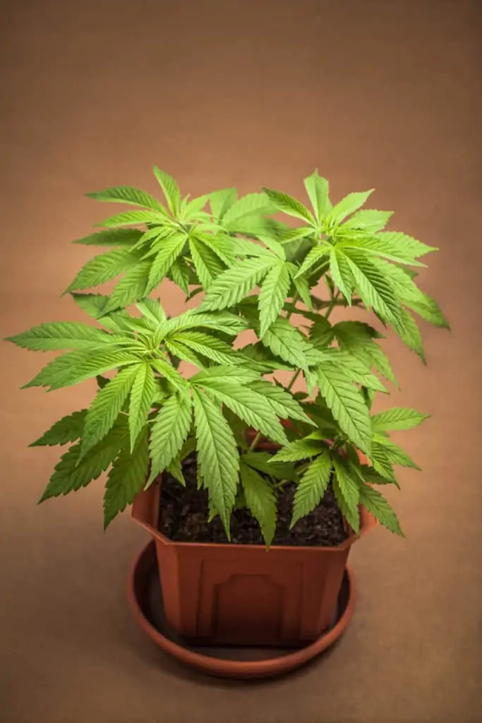 vegetative stage cannabis plant