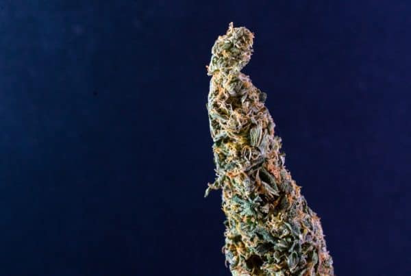 ACDC marijuana strain in front of a blue background.