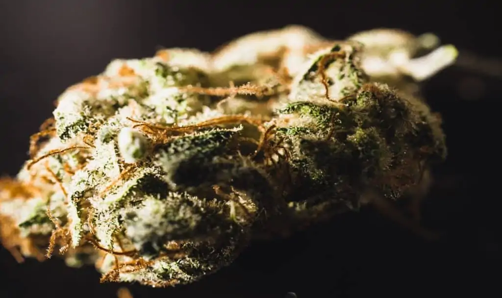 Close up of the Alien OG cannabis strain