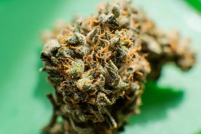 Banana Punch Weed Strain Review & Information